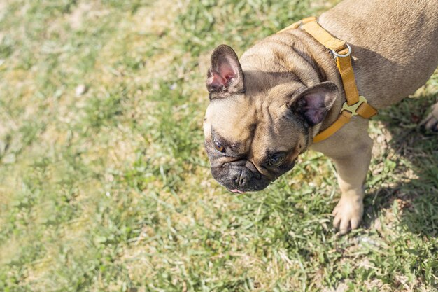 Photo happy french bulldog on the green grass