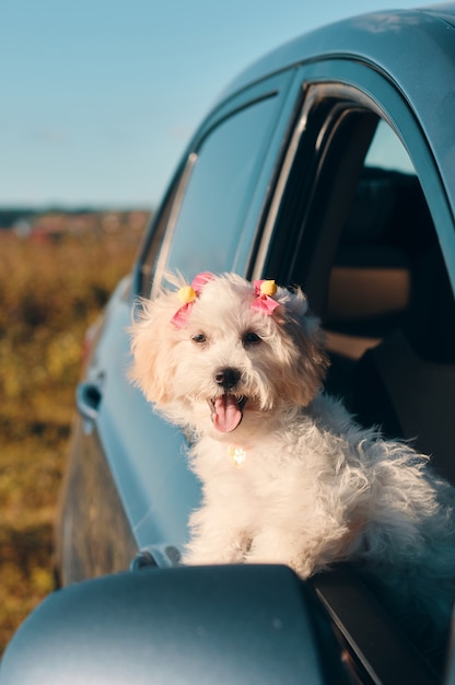 Un mini cucciolo di cane barboncino francese felice con fermagli per capelli guardando fuori dal finestrino di una macchina con la lingua fuori