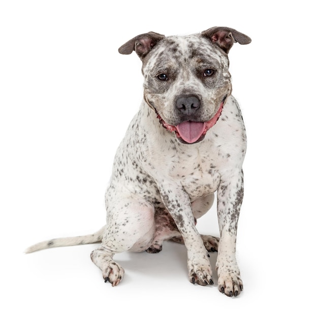 Happy Friendly Pit Bull Dog Smiling