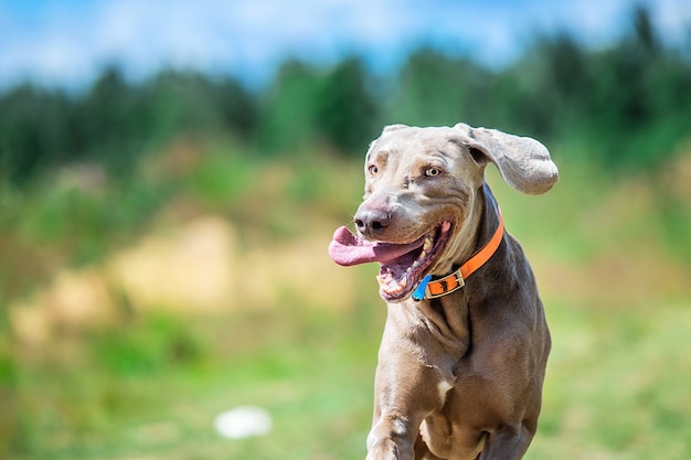 Happy funny brown pet dog in collar running joyfully tongue out towards looking carefree at camera