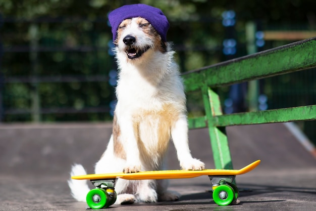 Cane divertente felice in un cappello che guida uno skateboard o un penny board.