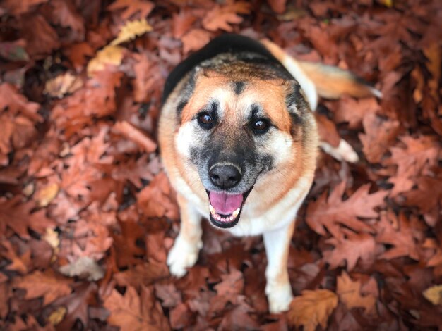 Photo happy german shepherd dog sitting in brown autumn leaves