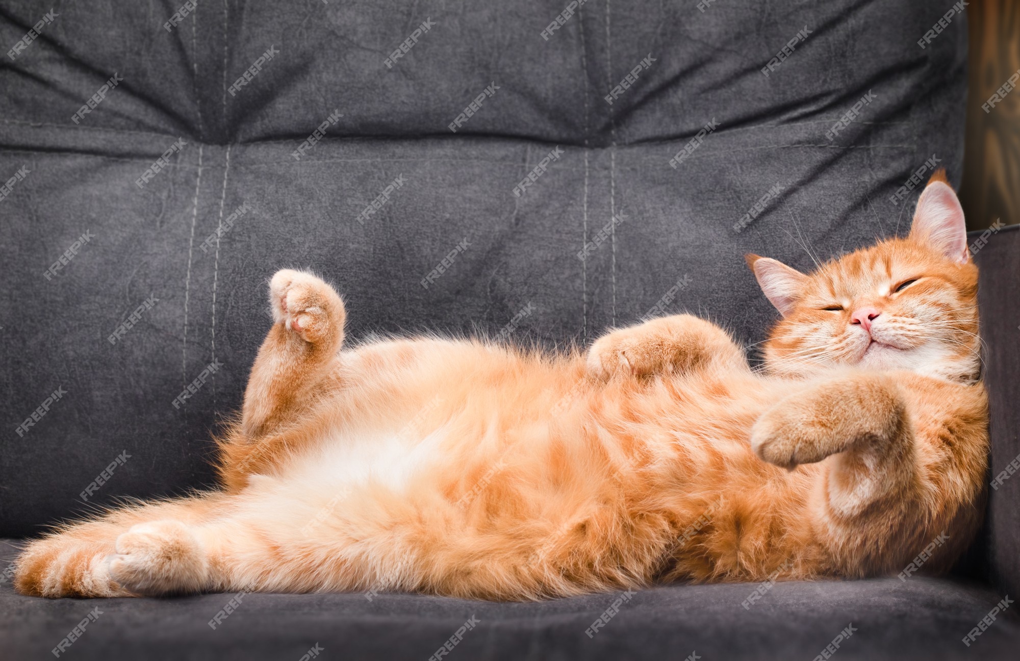 Premium Photo | Happy ginger cat lies on the couch