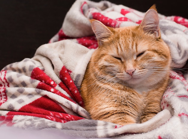 Gatto dello zenzero felice che sonnecchia sotto le coperte