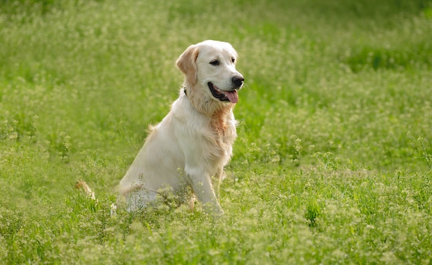 Happy golden retriever on blooming spring field