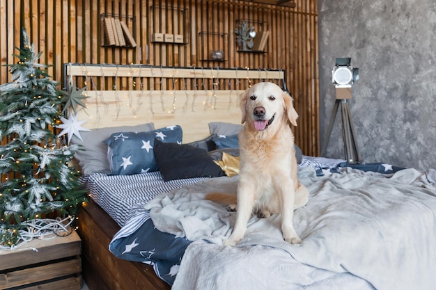 Happy golden retriever dog in scandinavian style bedroom with Christmas tree, stars, lights, decorative pillows. Pets friendly hotel or home room. Animals care concept.