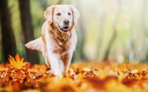 Felice cane golden retriever che cammina e gioca nel parco autunnale