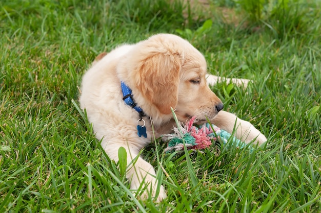 Foto happy golden retriever ligt in de achtertuin van groen gras en speelt met speelgoed.