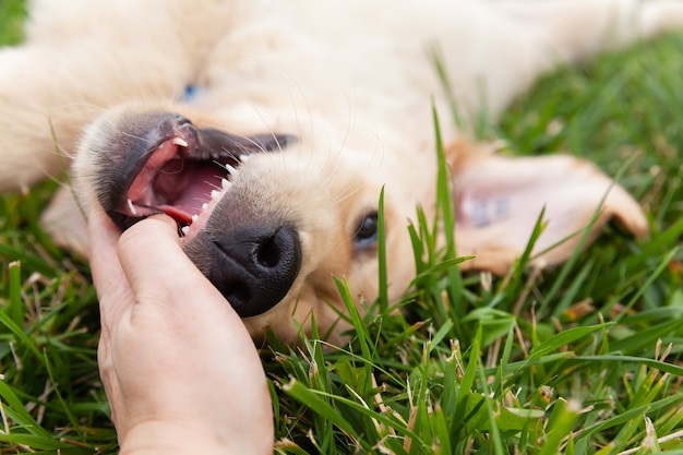 Happy Golden retriever ligt in de achtertuin van groen gras.