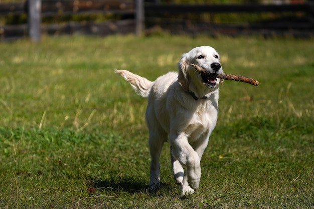 幸せなゴールデンレトリバーの子犬は芝生を横切って走り、その歯に棒を運びます