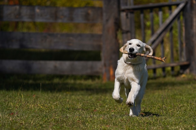 幸せなゴールデンレトリバーの子犬は芝生を横切って走り、その歯に棒を運びます