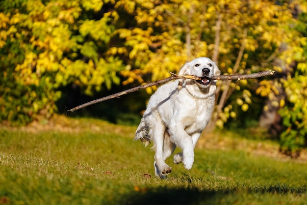 幸せなゴールデンレトリバーの子犬は秋の公園で彼の歯に長い棒で実行されます