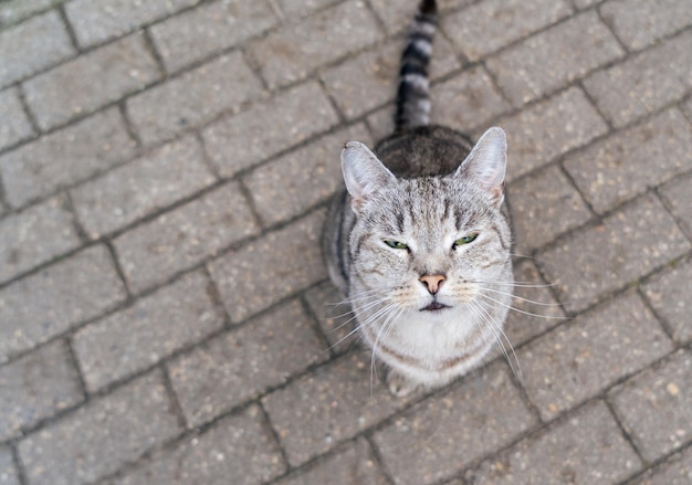 A happy gray cat with green eyes looks up at the camera on the street