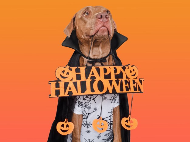 Happy Halloween Charmante hond en Graaf Dracula kostuum Geïsoleerde achtergrond Close-up binnenshuis Studio opname Felicitaties voor familieleden dierbaren vrienden collega's Dierenverzorging concept