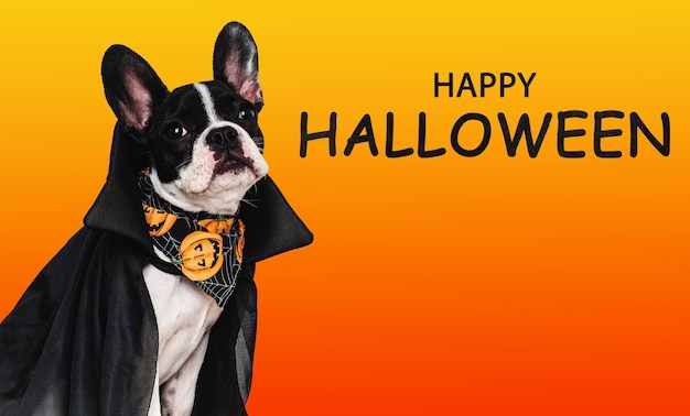 Happy halloween charming puppy and count dracula costume isolated background closeup indoors studio shot congratulations for family relatives loved ones friends colleagues pet care concept