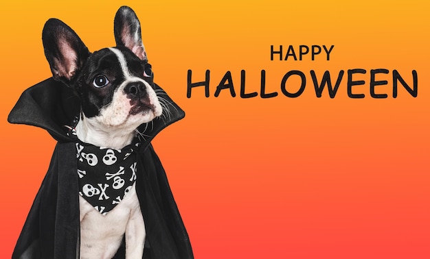 Happy Halloween Charming puppy and Count Dracula costume Isolated background Closeup indoors Studio shot Congratulations for family relatives loved ones friends colleagues Pet care concept