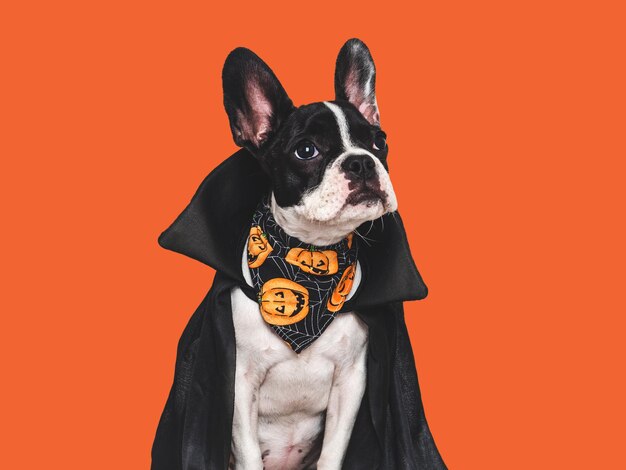 Happy Halloween Charming puppy and Count Dracula costume