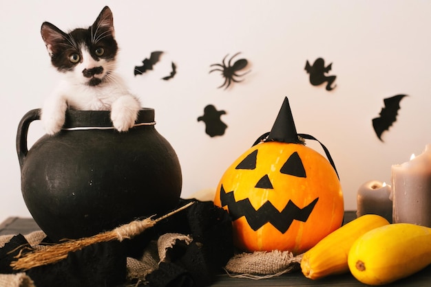 Happy Halloween concept schattig katje zittend in heksenketel met Jack o lantern pompoen met kaarsen bezem en vleermuizen spoken op griezelige achtergrondatmosferisch beeld