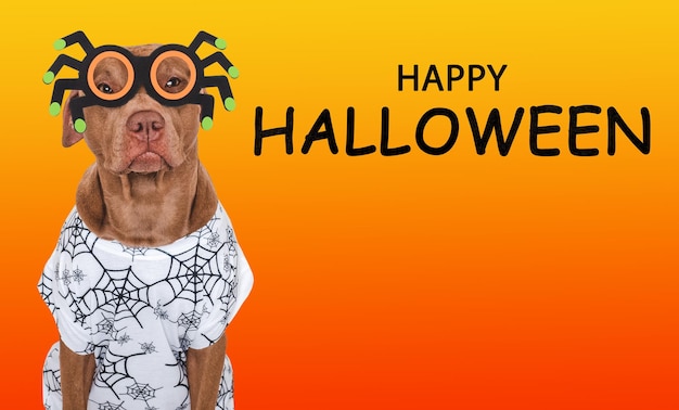 Photo happy halloween cute dog and spidershaped glasses isolated background closeup indoors studio shot congratulations for family relatives loved ones friends and colleagues pets care concept