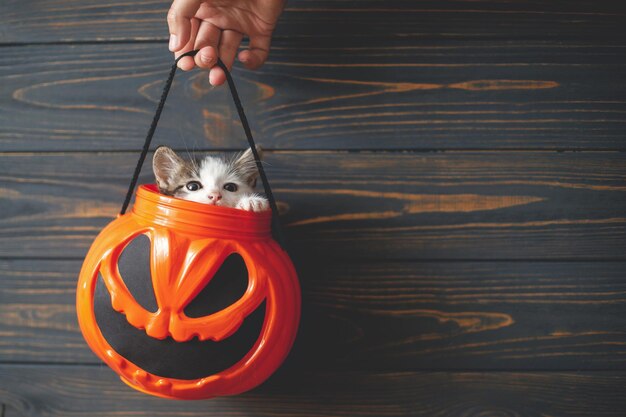 Happy Halloween Cute kitten sitting in halloween trick or treat bucket on black wooden background Hand holding jack o' lantern pumpkin pail with curious kitty space for text