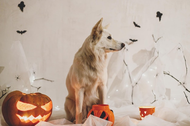 Happy Halloween Cute white dog sitting with Jack o lantern pumpkin and candy bucket on background of spider web ghost bats and glowing candle lights in evening Trick or treat