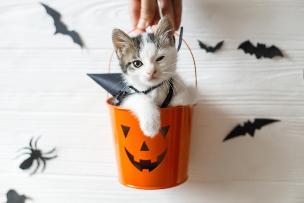 Happy Halloween Evil kitten sitting in halloween trick or treat bucket on white background with black bats Hand holding jack o' lantern pumpkin pail with adorable kitty in witch hat