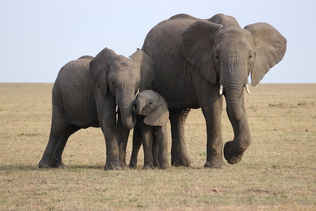 a happy herd of elephants in nature