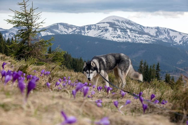 사진 우크라이나 카르파티아 산맥 앞의 크로커스 들판에서 행복한 하이킹 시베리안 허스키 개