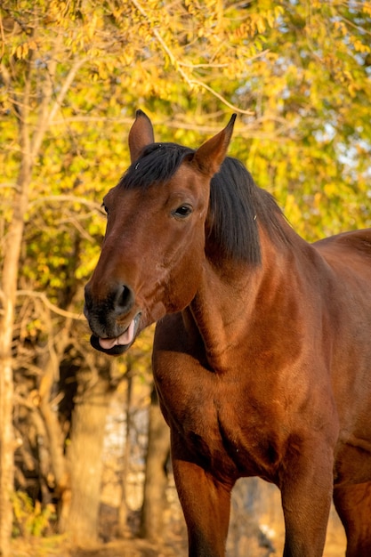 Happy horse in the fall. Shows the tongue.