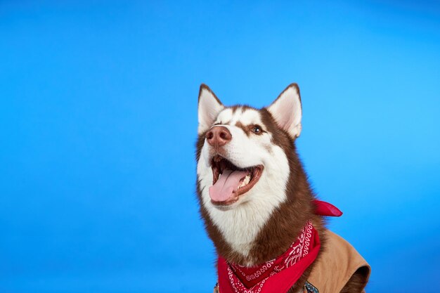 色付きの青い背景に笑顔の幸せなハスキー犬