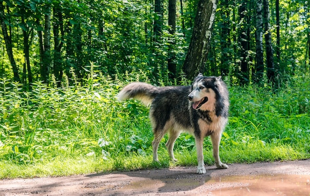 Happy husky in the forest in summer