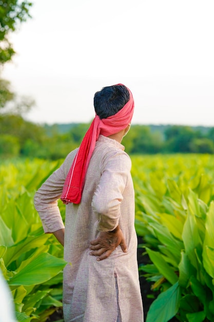 Happy Indian farmer at green turmeric agriculture field