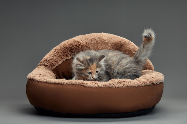 Happy kitten sit on gray fluffy pet bed cat comfortably nap\
relax at cozy home bed kitten pet animal with pink nose have sweet\
dreams high quality photo