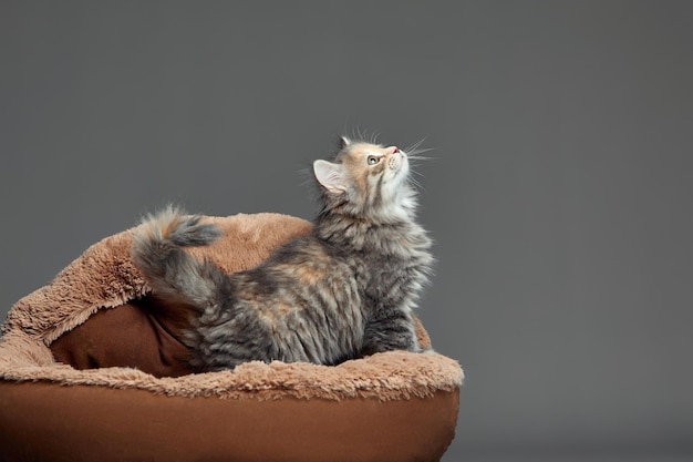 Happy kitten sit on gray fluffy pet bed cat comfortably nap\
relax at cozy home bed kitten pet animal with pink nose have sweet\
dreams high quality photo