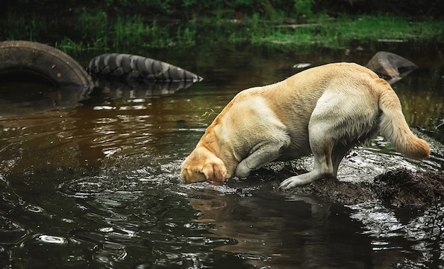 Happy Labrador Retriever stak zijn hoofd in het water van een kalme rivier in een groen bos