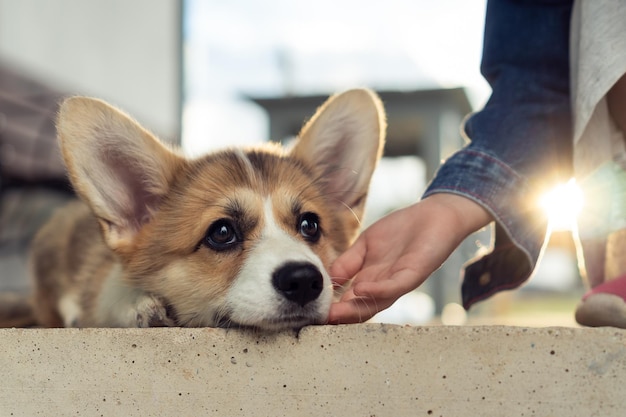 Happy little corgi dog lying on floor outdoors and looking away Hand of child caress cute fluffy puppy Closeup photo