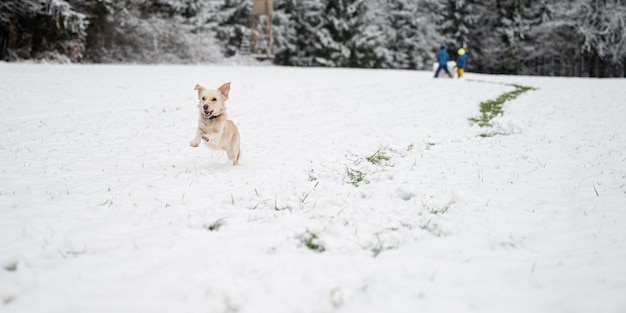 Happy little dog running in the snow with kids playing in background.