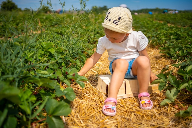 Happy little toddler girl picking and eating strawberries on organic berry farm in czech republic
