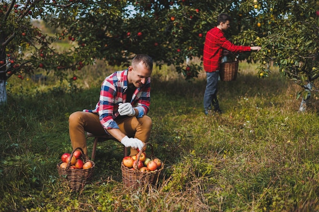 Happy male farmer picking ripe apples in orchard during autumn harvest Apple harvest time Apple orchard Family farm growing fruit trees