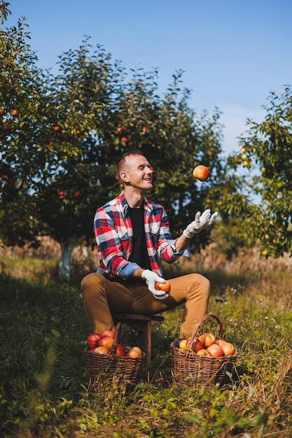 Happy male worker picking fresh ripe apples in orchard during autumn harvest Apple harvest time in autumn