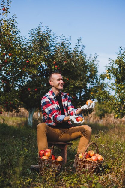 Happy male worker picking fresh ripe apples in orchard during autumn harvest Apple harvest time in autumn