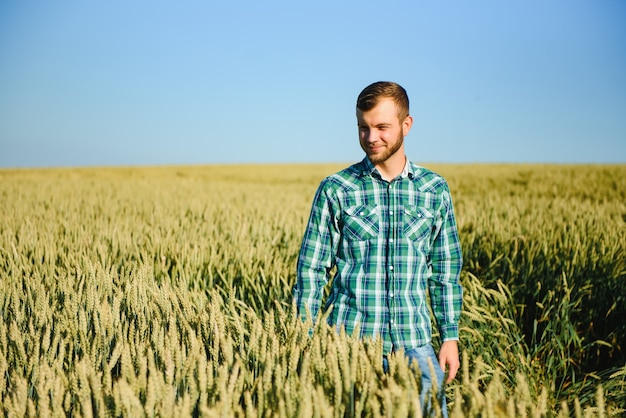 여름에 곡물 밭에서 품질 관리를 위해 밀의 성장을 확인하는 행복한 성숙한 기술자