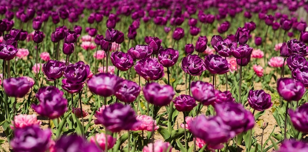 Happy mothers day. Womens day concept. Spring season. Pleasant aroma. Gorgeous bloom. Gadrening concept. Grow flowers garden. Spring holidays. Spring backdrop. Tulips field. Purple tulips blooming.