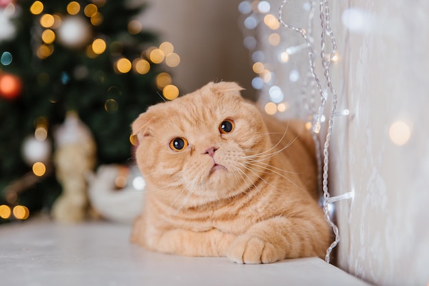 明けましておめでとうございます、クリスマス休暇とお祝い。猫の品種スコティッシュフォールドの肖像画。