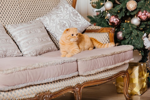 Happy New Year, Christmas holidays and celebration. Cat breed Scottish Fold portrait.