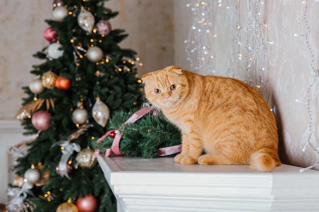 明けましておめでとうございます、クリスマス休暇とお祝い。猫の品種スコティッシュフォールドの肖像画。