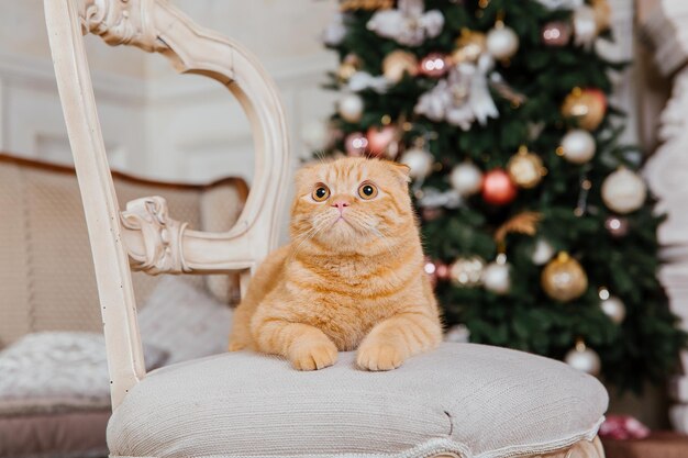 Happy New Year, Christmas holidays and celebration. Cat breed Scottish Fold portrait.