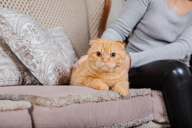 明けましておめでとうございます、クリスマス休暇とお祝い。猫の品種スコティッシュフォールドの肖像画。