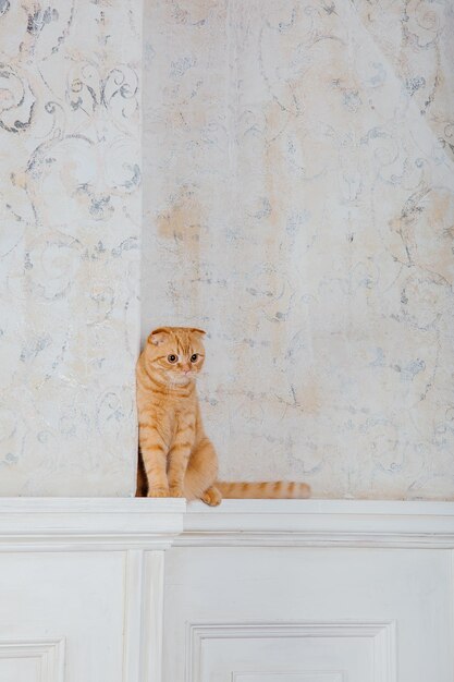 Happy New Year, Christmas holidays and celebration. Cat breed Scottish Fold portrait.