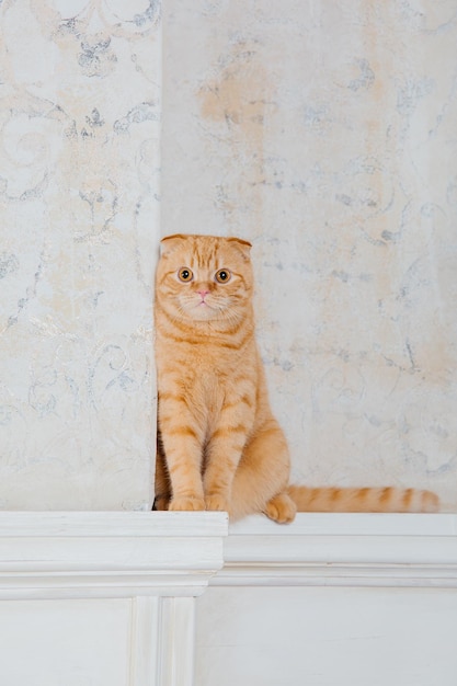 Happy New Year, Christmas holidays and celebration. Cat breed Scottish Fold portrait.